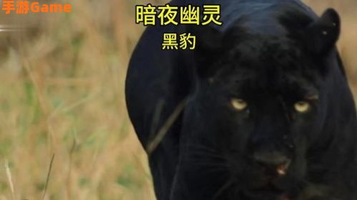 幽灵豹