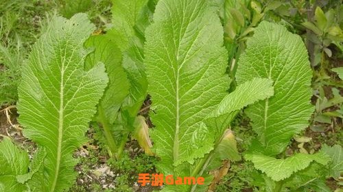 芥菜是我国重要的经济作物